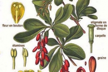Indian-Barberry-illustration