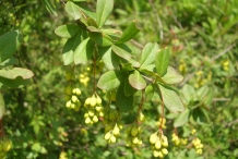 Indian-Barberry-leaves