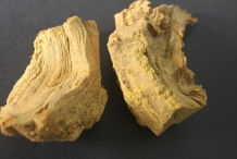 Indian-Barberry-root