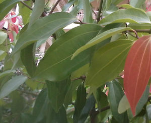 Indian-Bay-Leaf--Indian-cassia-bark