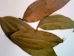 Indian-Bay-Leaf--Tamala-cassia
