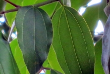 Indan-Bay-Leaf--Indian-cassia