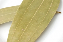 Indian-Bay-Leaf--Kanelilaakeri