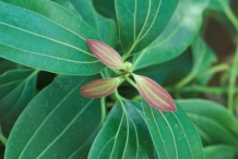Indian-Bay-Leaf--Mahpat