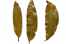 Indian-Bay-Leaf--Tejpat