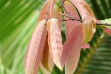 Indian-Bay-Leaf--Zarnab