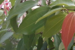 Indian-Bay-Leaf--Indian-cassia-bark