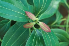 Indian-Bay-Leaf--Mahpat