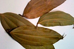 Indian-Bay-Leaf--Tamala-cassia