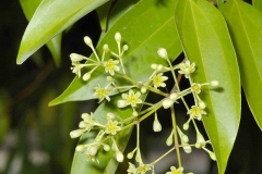 Indian-Bay-Leaf--Thikya-bo