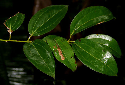 Indian-Bay-leaf--Cassia-Vera