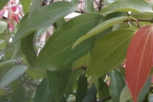 Indian-Bay-Leaf--Indian-cassia-bark