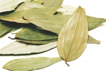 Indian-Bay-Leaf--Tamālapatra