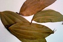 Indian-Bay-Leaf--Tamala-cassia