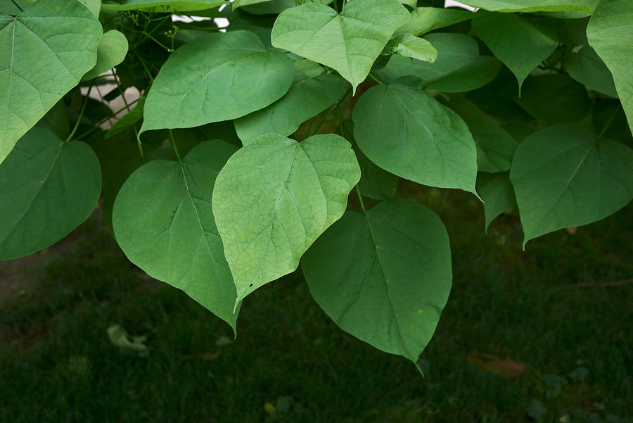 Leaves-of-Indian-bean-tree