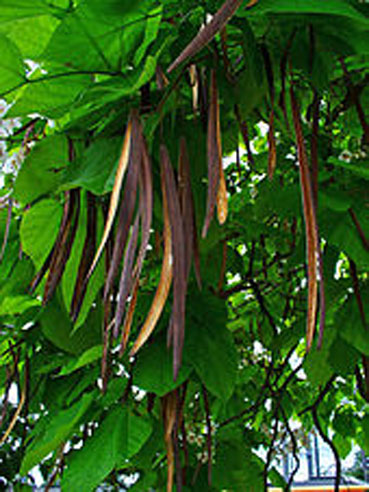 Mature-fruits-of-Indian-bean-tree