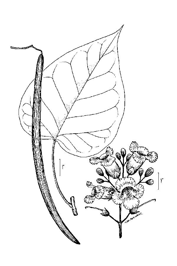 Sketch-of-Indian-bean-tree