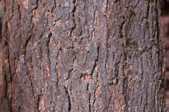 Bark-of-Indian-bean-tree