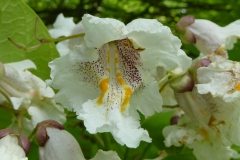 Closer-view-of-flowers-of-Indian-bean-tree