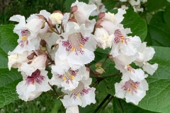 Flowers-of-Indian-bean-tree