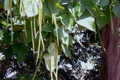 Immature-Fruits-of-Indian-bean-tree