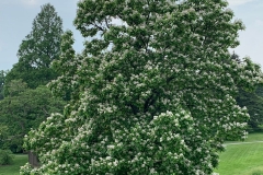 Indian-bean-tree-Tree