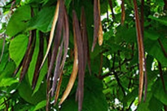 Mature-fruits-of-Indian-bean-tree