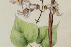 Plant-Illustration-of-Indian-bean-tree