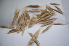 Seeds-of-Indian-bean-tree