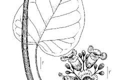 Sketch-of-Indian-bean-tree