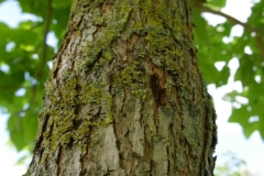 Trunk-of-Indian-bean-tree