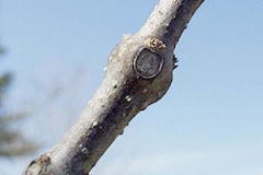 Twig-of-Indian-bean-tree