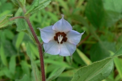 Flower-of-Indian-Borage