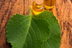 Indian-Borage-Essential-oil