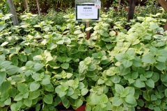 Indian-Borage-gardening