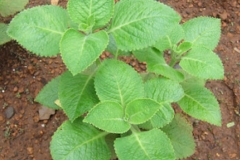 Indian-Borage-plant