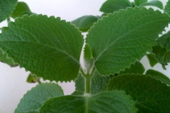 Leaves-of-Indian-Borage-plant