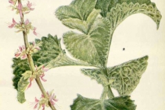 Plant-Illustration-of-Indian-Borage