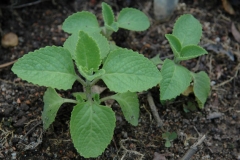 Small-Indian-Borage-plant