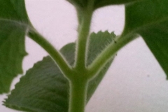 Stem-of-Indian-Borage-plant