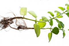 Whole-Indian-Borage-plant-harvested