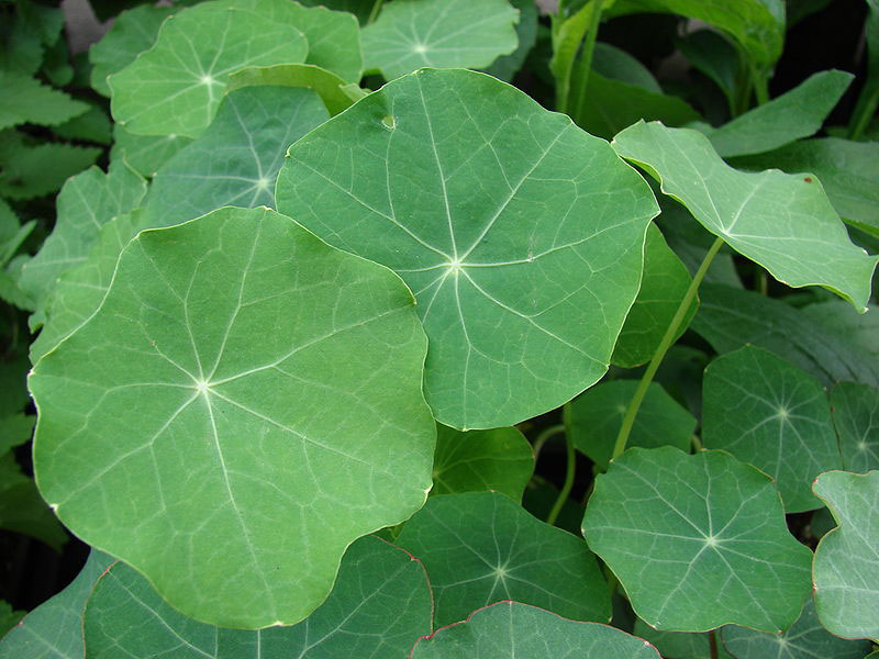 Closer-view-of-Leaves-of-Indian-cress