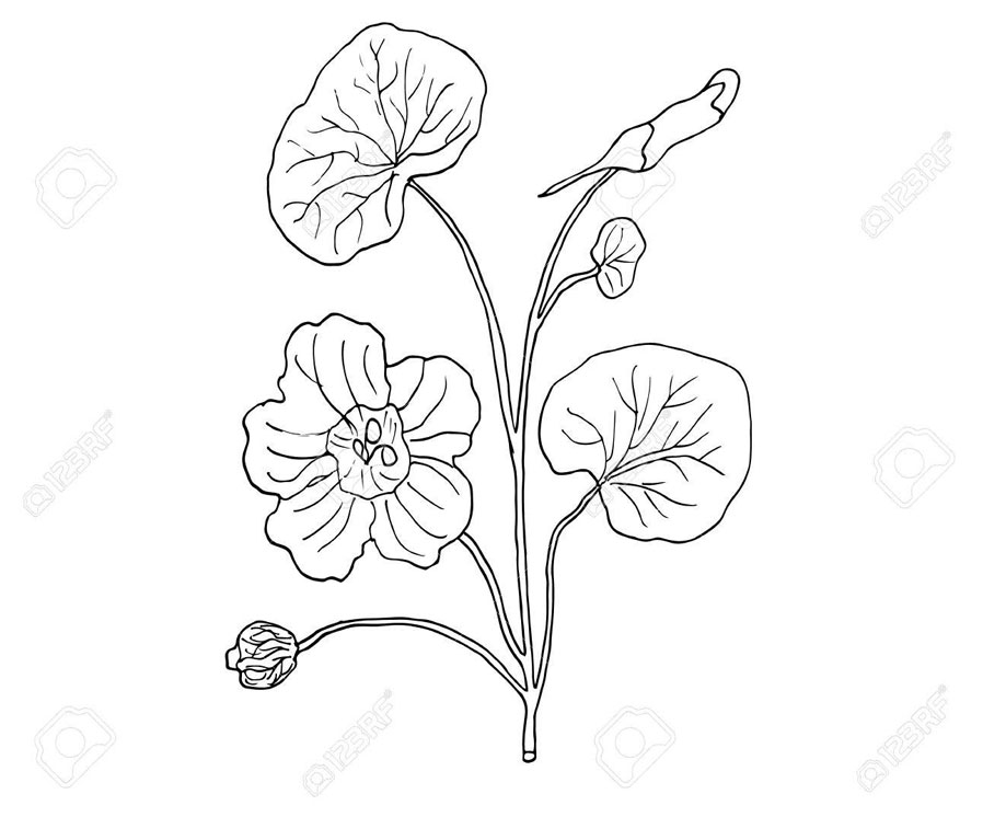 Sketch-of-Indian-cress
