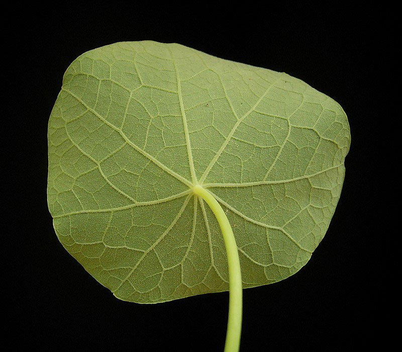 Underside-of-leaf-of-Indian-cress