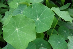 Closer-view-of-Leaves-of-Indian-cress