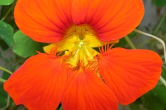 Closer-view-of-flower-of--Indian-Cress