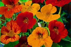 Different-varieties-of-Indian-cress