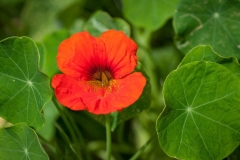 Flower-of-Indian-cress