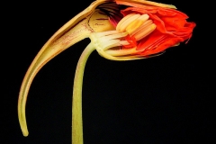 Indian-cress--Flower-cut-through-to-show-structure