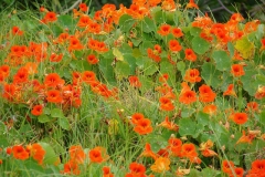 Indian-cress-Plant-growing wild